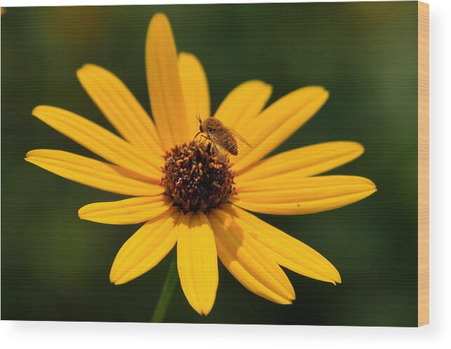 Flower Wood Print featuring the photograph Bee Too Close by Reid Callaway