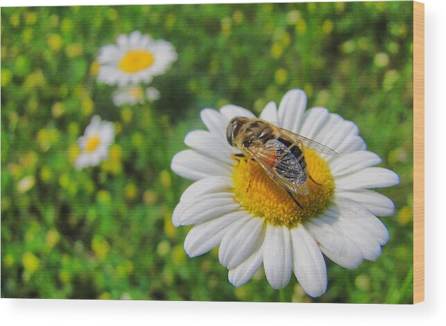 Bee Wood Print featuring the photograph Honey Bee Pollination Services by Maciek Froncisz