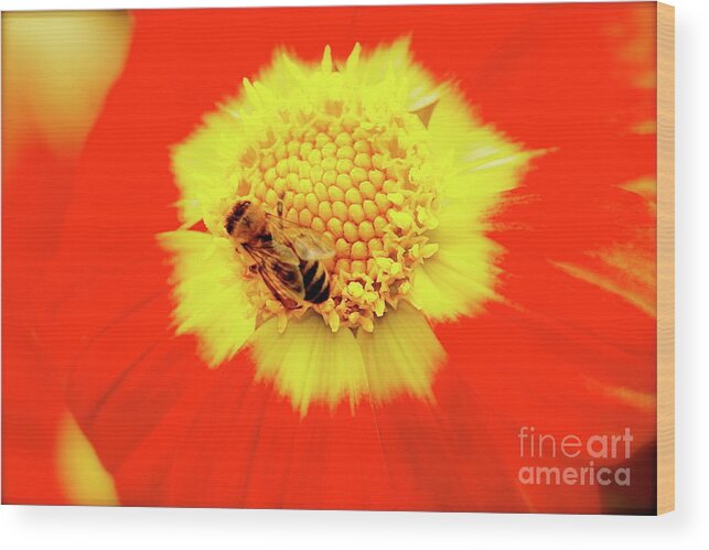 Bee Wood Print featuring the photograph Beeutiful by Lisa Billingsley