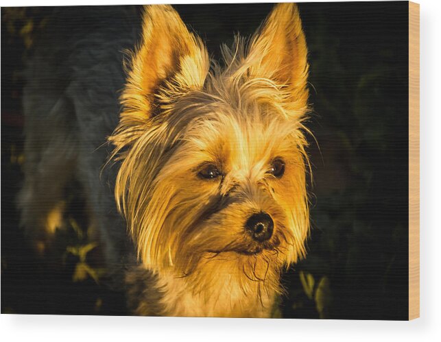 Jay Stockhaus Wood Print featuring the photograph Bella the Wonder Dog by Jay Stockhaus