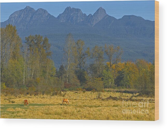 Golden Ears Wood Print featuring the photograph Beneath the Peaks by Sharon Talson