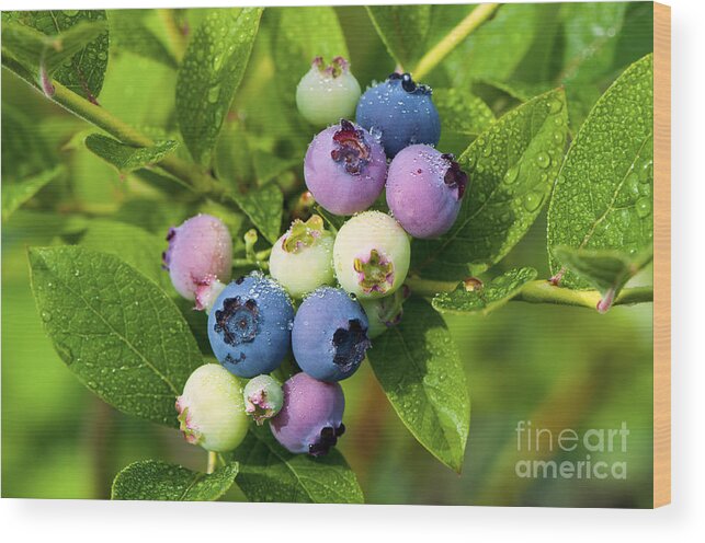 Berry Wood Print featuring the photograph Berry Fresh 2 by Sharon Talson