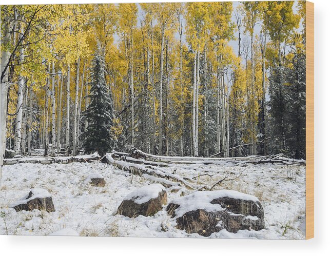 Arizona Wood Print featuring the photograph Between Seasons by Tamara Becker