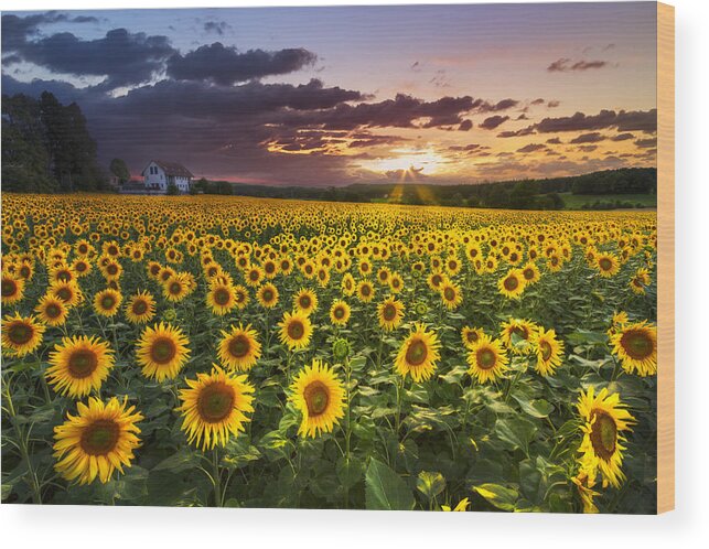 Appalachia Wood Print featuring the photograph Big Field of Sunflowers by Debra and Dave Vanderlaan