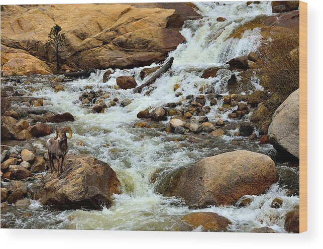 Bighorn Wood Print featuring the photograph Bighorn at Alluvial Fan Falls by Tranquil Light Photography