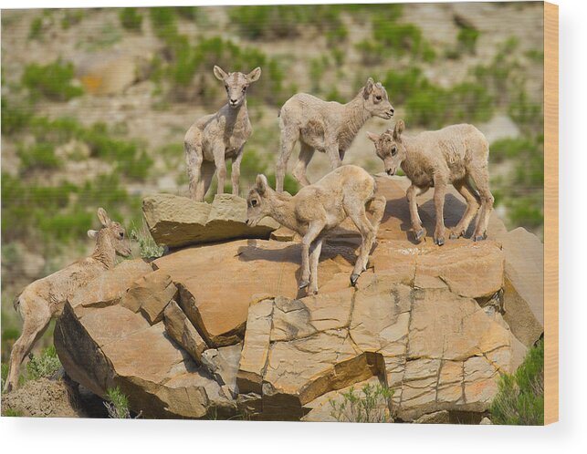 Bighorn Sheep Wood Print featuring the photograph Bighorn Playground by Aaron Whittemore