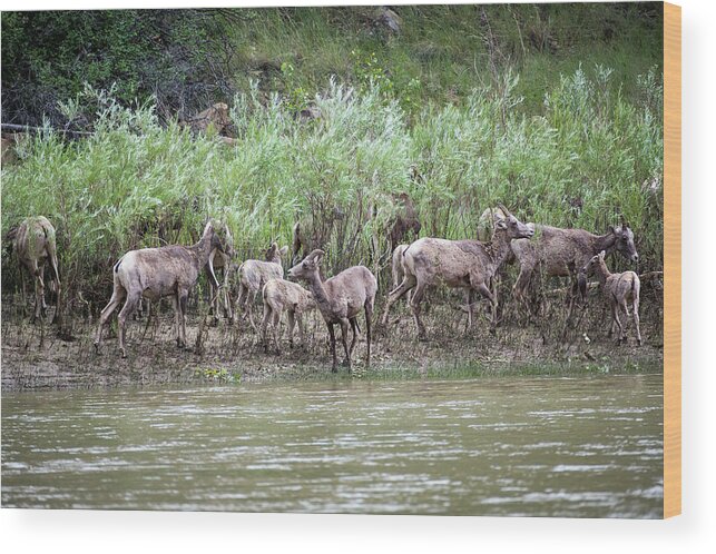 Group Wood Print featuring the photograph Bighorn Sheep Ovis Canadensis On Bank by Whit Richardson
