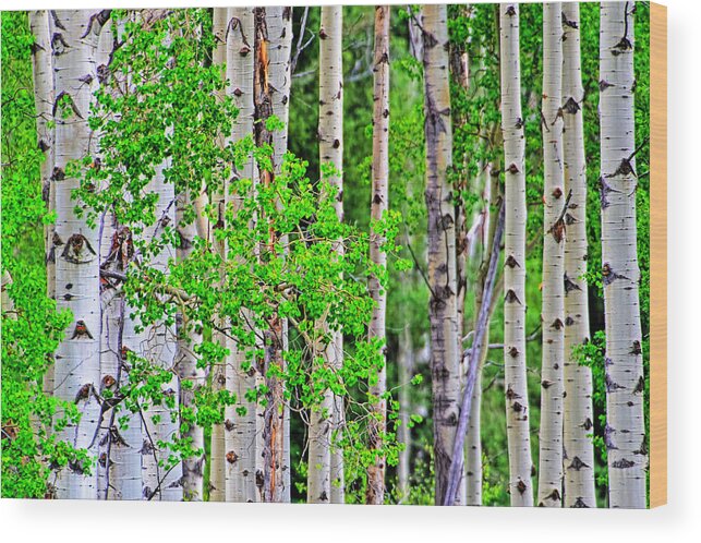 Nature Wood Print featuring the photograph Birch tree forest by Jim Boardman