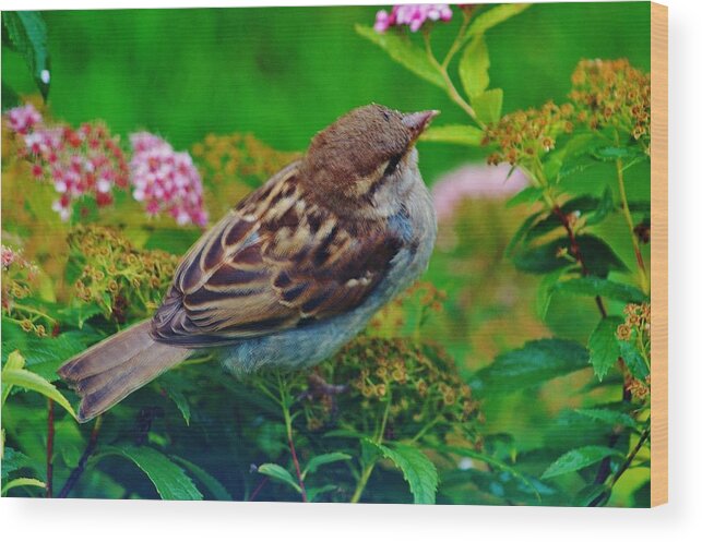 Bird Wood Print featuring the photograph Bird In The Bush by Daniel Thompson