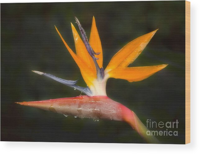 Paradise Wood Print featuring the photograph Bird of Paradise by Donna Greene