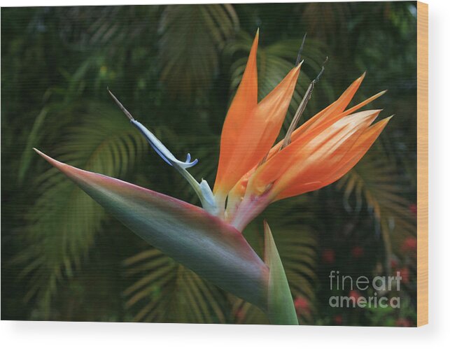 Aloha Wood Print featuring the photograph Bird of Paradise - Strelitzea reginae - Tropical Flowers of Hawaii by Sharon Mau