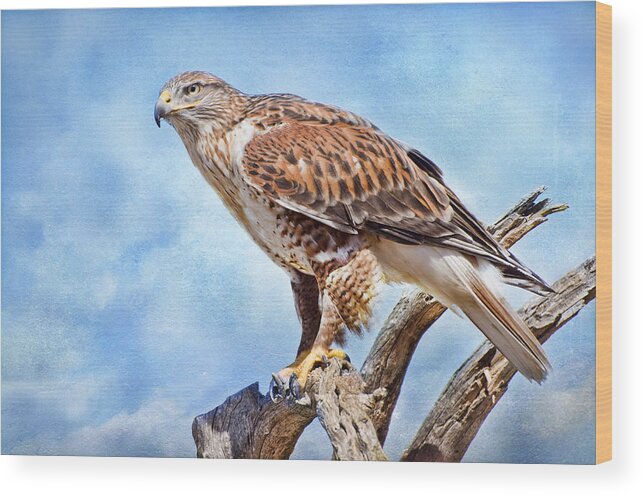 Ferruginous Hawk Wood Print featuring the photograph Bird of Prey by Barbara Manis