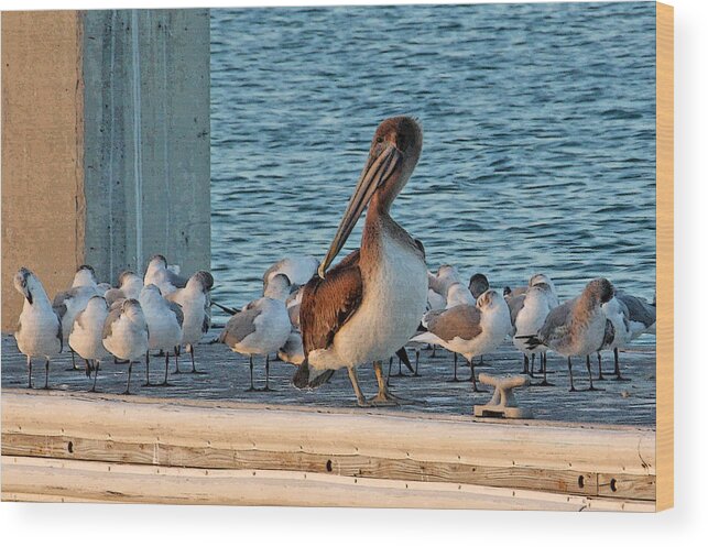 Brown Pelican Wood Print featuring the photograph Birds - Among Friends by HH Photography of Florida