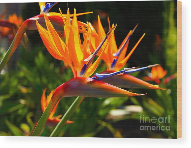 Bird Of Paradise Wood Print featuring the photograph Birds of Paradise by David Doucot