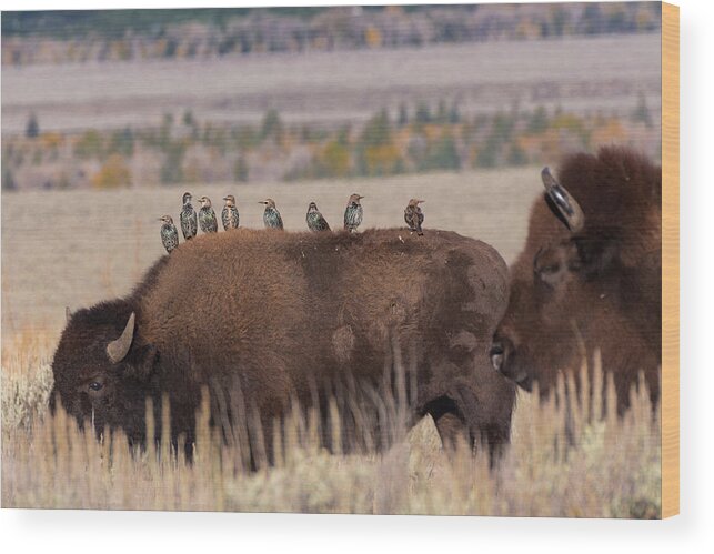 Bison Wood Print featuring the photograph Bison and Buddies by Kathleen Bishop
