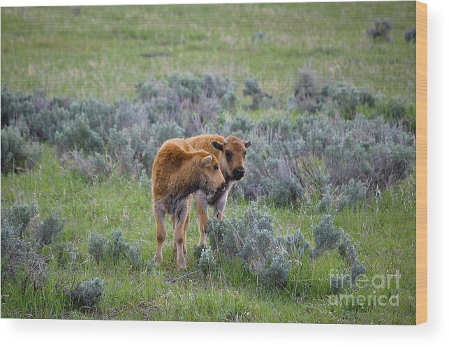 Yellowstone Wood Print featuring the photograph Bison Calfs Yellowstone National Park by Shawn O'Brien