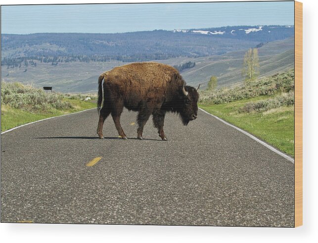 Scenics Wood Print featuring the photograph Bison Crossing Road by Joseph Mckenna