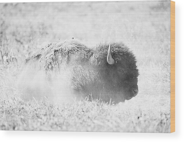 Bison Wood Print featuring the photograph Bison by Michael Donahue