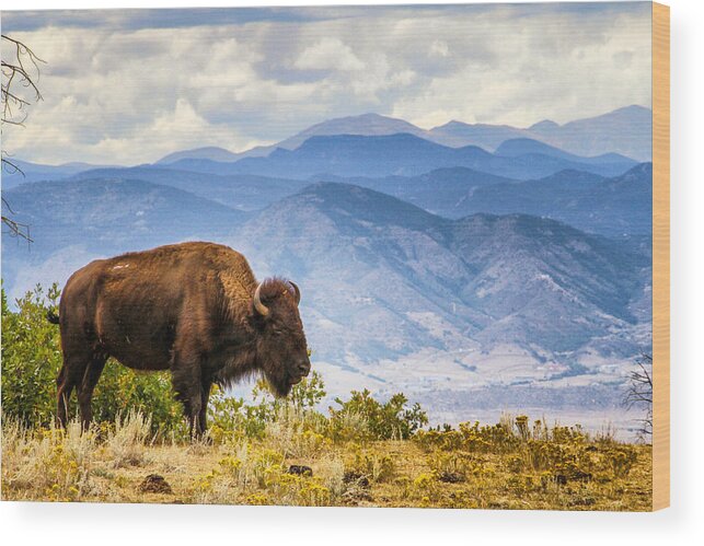 Colorado Wood Print featuring the photograph Bison Overlook by Juli Ellen
