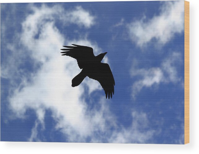 Raven Wood Print featuring the photograph Black Above by Shane Bechler