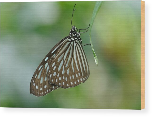 Blue Wood Print featuring the photograph Black and Blue Butterfly by Jeremy Voisey