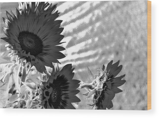 Sunflower Wood Print featuring the photograph Black and White Flower of the Sun by Michael Hope