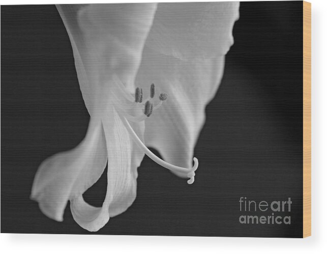 Lily Wood Print featuring the photograph Black and White Lily by Jayne Carney