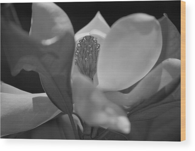 Magnolia Wood Print featuring the photograph Black and White Magnolia by Matthew Bamberg