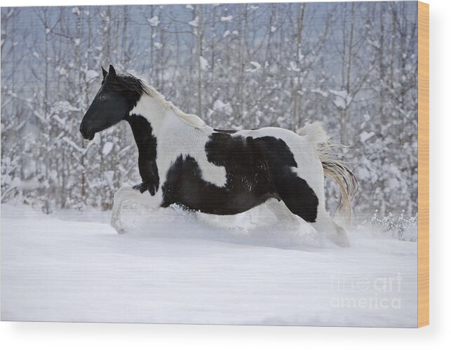Black And White Wood Print featuring the photograph Black And White Paint Horse In Snow by Rolf Kopfle