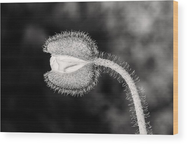 Poppy Wood Print featuring the photograph Black and White Poppy by Don Johnson