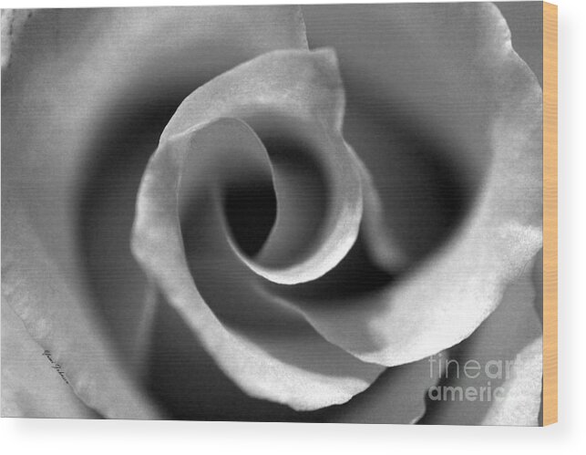 Roses Wood Print featuring the photograph Black and white Rose by Yumi Johnson