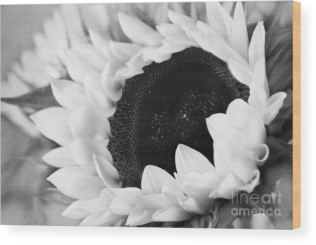 Black And White Sunflower Wood Print featuring the photograph Black and White Sunflower by Eden Baed