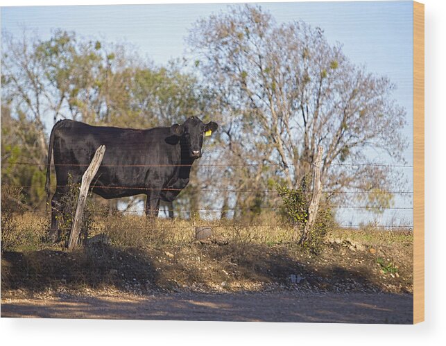 Ranch Wood Print featuring the photograph Black Angus on Range Land by Linda Phelps