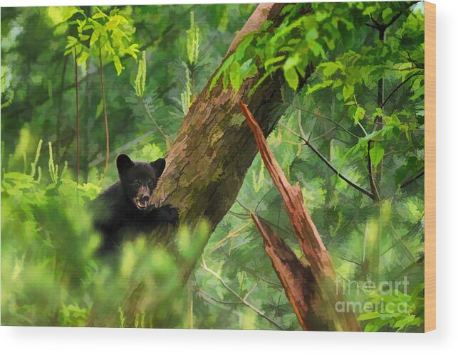 Black Bear Wood Print featuring the photograph Black bear cub in tree - artistic by Dan Friend