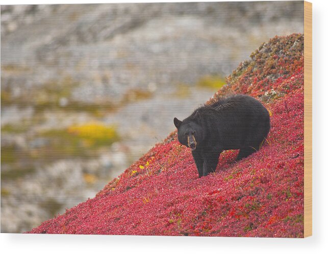 Trail Wood Print featuring the photograph Black Bear Foraging For Berries On A by Michael Jones