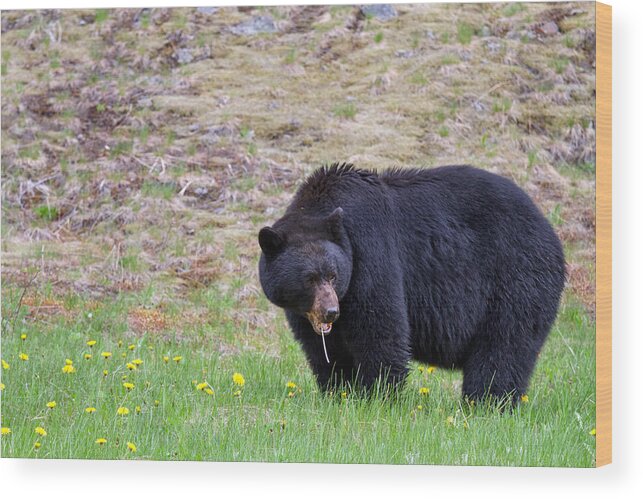 Adult Wood Print featuring the photograph Black Bear in Manning Park by Michael Russell