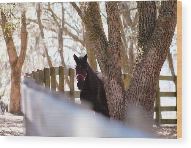 Equine Wood Print featuring the photograph Black Beauty by Jessica Brown