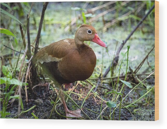 Black-bellied Whistling Duck Wood Print featuring the photograph Black-bellied Whistling Duck 2 by Gregory Daley MPSA