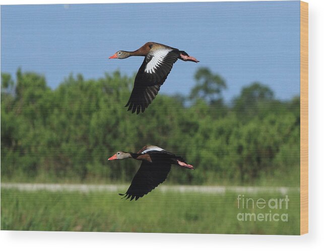 Viera Wetlands Wood Print featuring the photograph Black-bellied Whistling Ducks by Jennifer Zelik