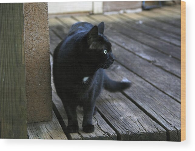 Black Wood Print featuring the photograph Black Cat on Porch by Melinda Fawver