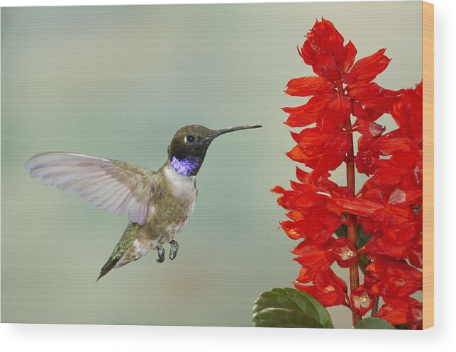 Action Wood Print featuring the photograph Black chinned Hummingbird 3 by Jack Milchanowski