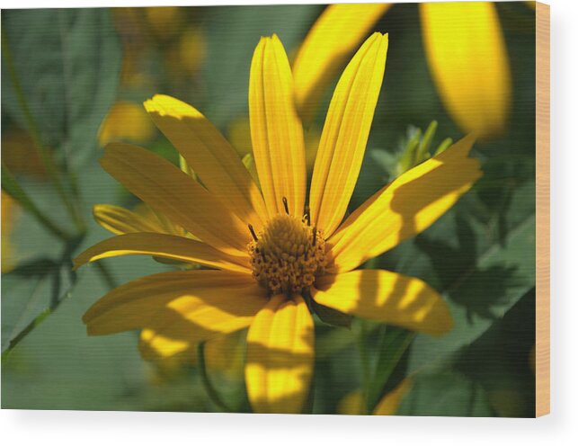 Yellow Wood Print featuring the photograph Black Eyed Susan by Cathy Shiflett