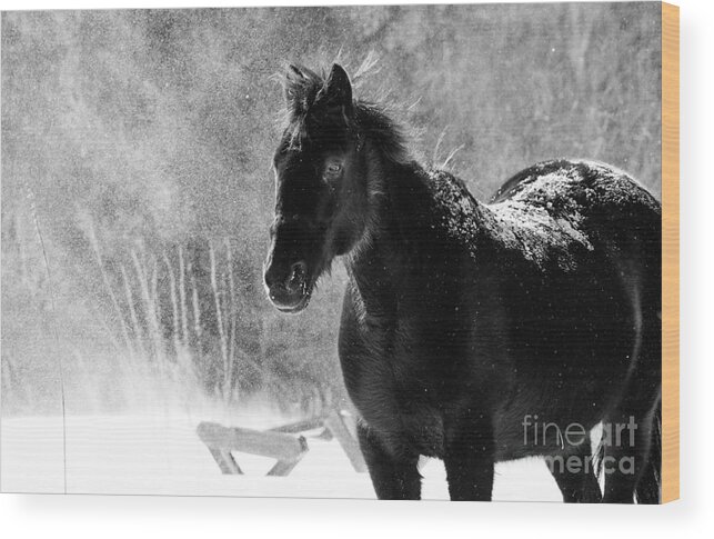 Landscape Wood Print featuring the photograph Black Horse by Cheryl Baxter