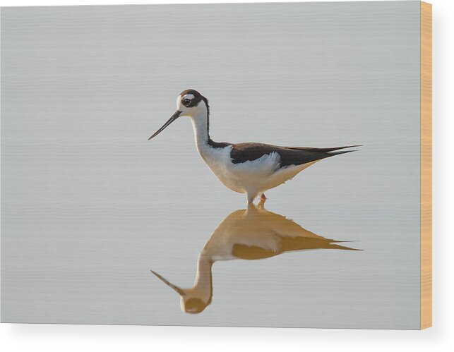 Bird Wood Print featuring the photograph Black-necked Stilt by Doug McPherson