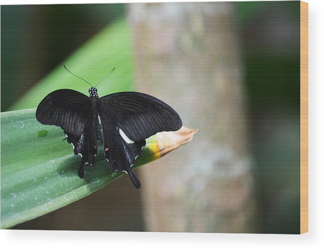  Butterfly Wood Print featuring the photograph Black on Green by Linda Kerkau