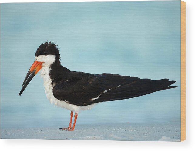 Bathing Wood Print featuring the photograph Black Skimmer Resting Along Shore by Maresa Pryor