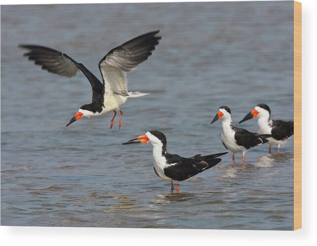 Bill Wood Print featuring the photograph Black Skimmers (rynchops Niger by Larry Ditto