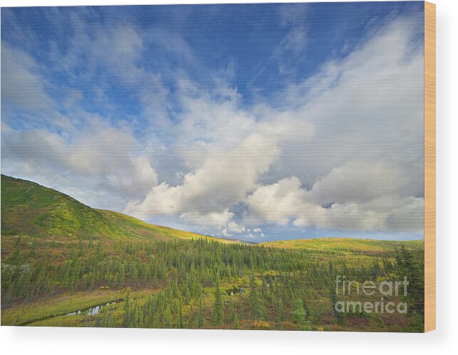 00431045 Wood Print featuring the photograph Black Spruce on Fall Tundra by Yva Momatiuk John Eastcott