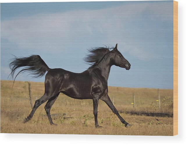 Black Stallion Wood Print featuring the photograph Black Stallion by Wes and Dotty Weber