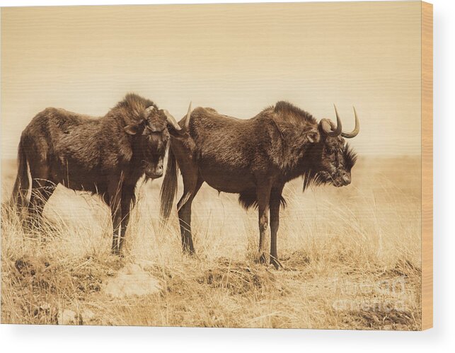 Black Wildebeest Wood Print featuring the photograph Black Wildebeest-Africa V2 by Douglas Barnard